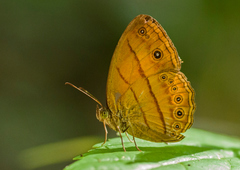 Mycalesis anapita