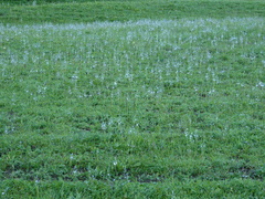 Veronica gentianoides