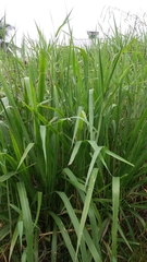 Paspalum virgatum