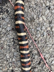 Lampropeltis zonata