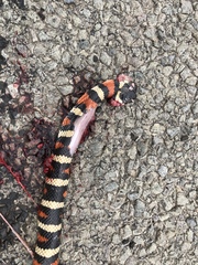 Lampropeltis zonata