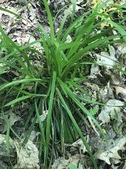 Carex laxiflora