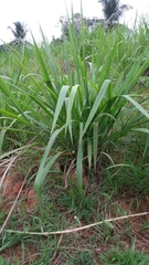 Paspalum virgatum