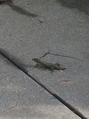 Podarcis muralis maculiventris
