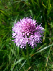 Traunsteinera globosa