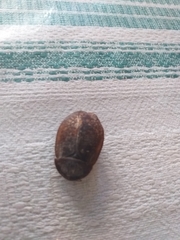 Homoeogamia mexicana