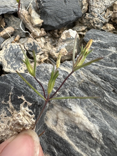 Image of Linanthus jonesii by (c) Matt Berger, some rights reserved (CC BY)