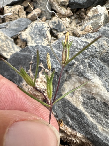 Image of Linanthus jonesii by (c) Matt Berger, some rights reserved (CC BY)