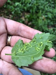 Celticecis aciculata