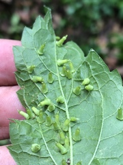 Celticecis aciculata