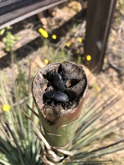 Scyphophorus yuccae