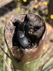 Scyphophorus yuccae