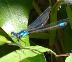 Zoniagrion exclamationis