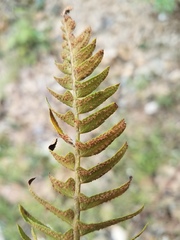 Polystichum imbricans