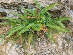 Polystichum imbricans