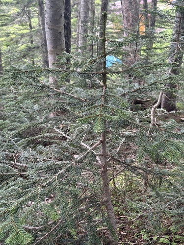 Maries's fir (Abies mariesii)