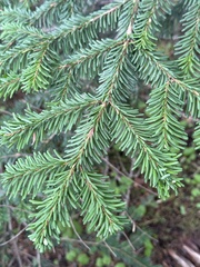 Abies mariesii, photograph (c) 岸本年郎, some rights reserved (CC BY)