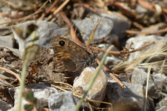 Lasiommata