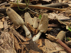 Coprinopsis ochraceolanata