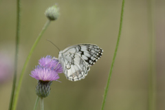 Melanargia larissa