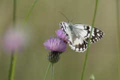 Melanargia larissa