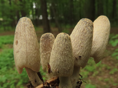 Coprinopsis ochraceolanata