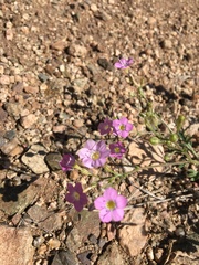 Gilia flavocincta