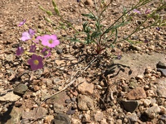 Gilia flavocincta