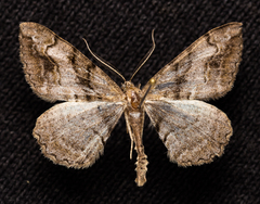 Alcis deversata