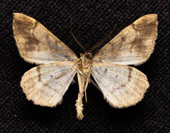 Alcis deversata