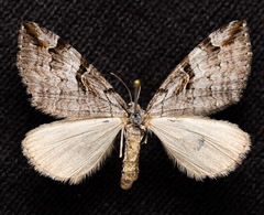 Aplocera praeformata