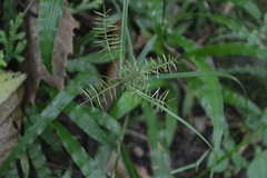 Cyperus thyrsiflorus