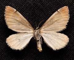 Aplocera praeformata