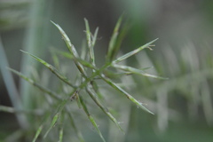 Cyperus thyrsiflorus