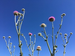 Cirsium neomexicanum