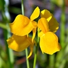 Horned Bladderwort - Photo (c) Bob Peterson, some rights reserved (CC BY-SA)