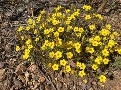 Leptosiphon chrysanthus