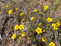 Leptosiphon chrysanthus