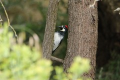 Melanerpes formicivorus