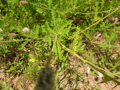 Dalea phleoides