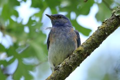 Sialia mexicana
