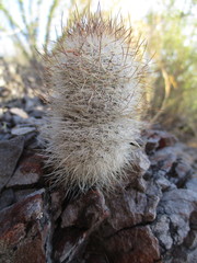 Mammillaria pottsii