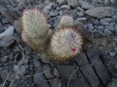 Mammillaria pottsii