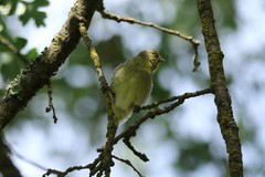 Spinus psaltria