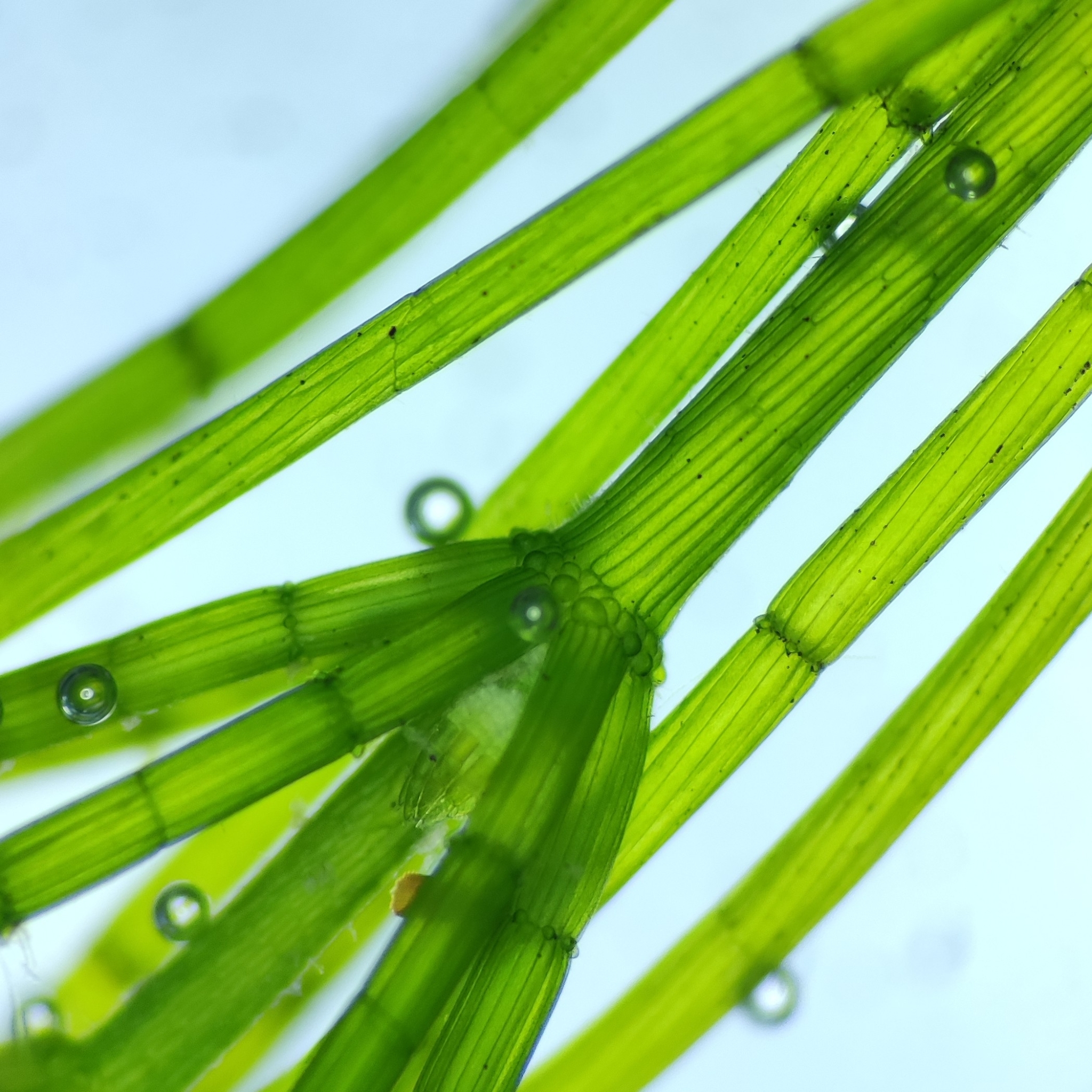 Chara globularis