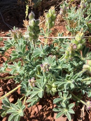 Lupinus brevicaulis