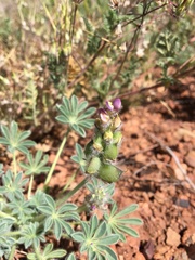 Lupinus brevicaulis