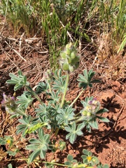 Lupinus brevicaulis