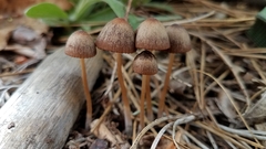 Psathyrella seymourensis