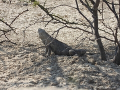 Iguanidae